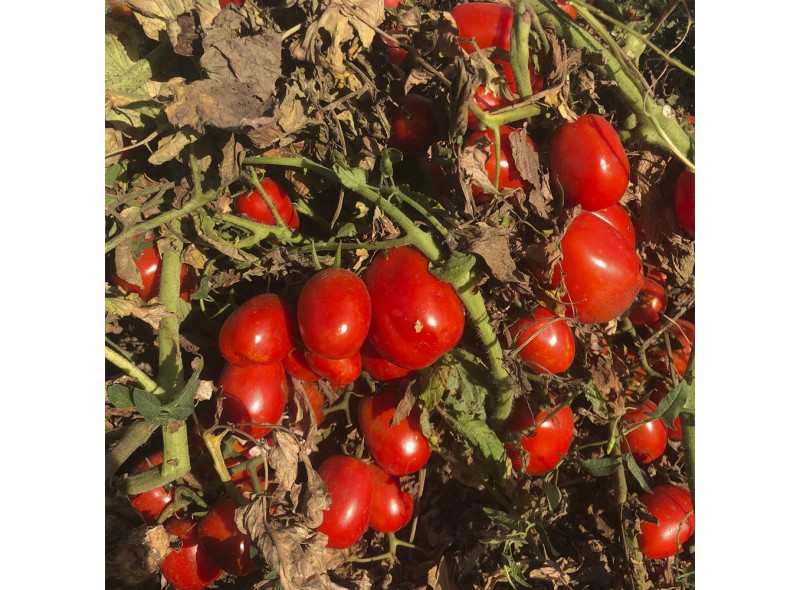 2123 F1 - cемена детерминантного томата, 110-115 дней, 100000сем., Lark Seeds